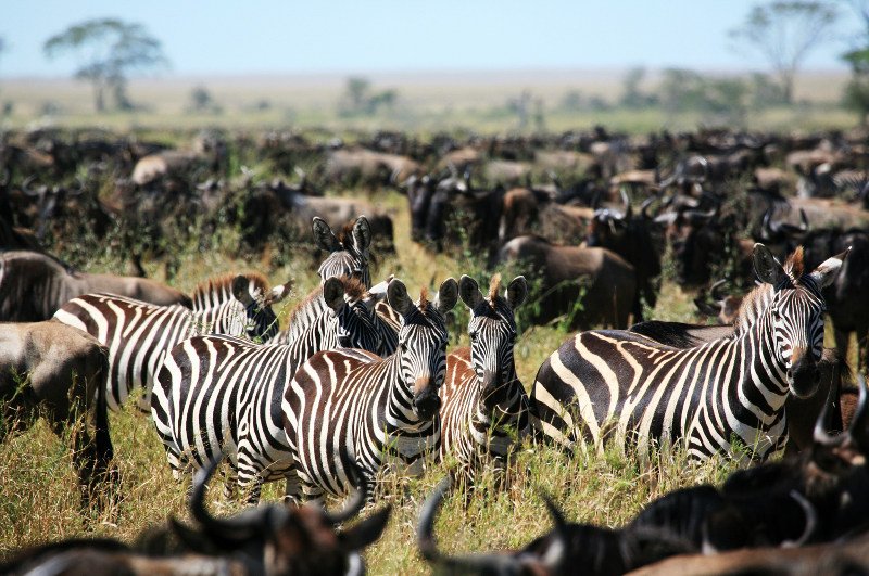 flightcentreAU's tweet photo. 7 African Wonders you can experience on a shoestring https://t.co/A5doiJRVis. https://t.co/az2vukZprN