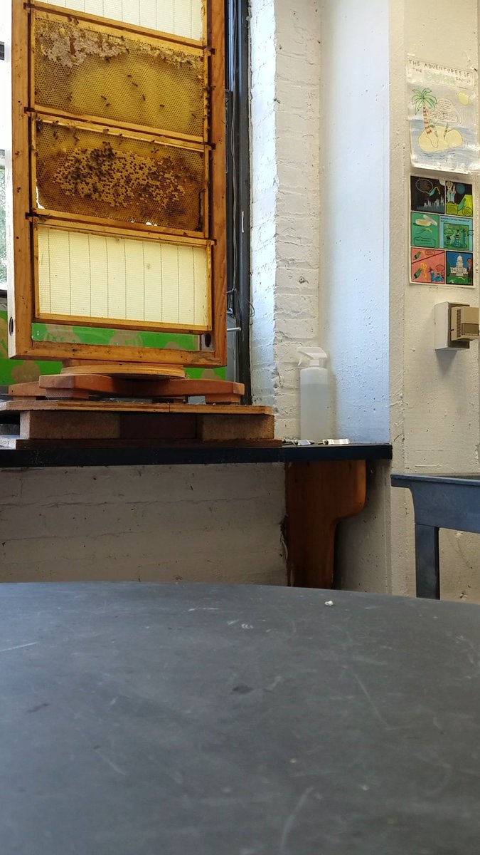 GWBuzz's tweet photo. Today we filled our observation hive! 🔎🐝 https://t.co/UOOpLW9yTF