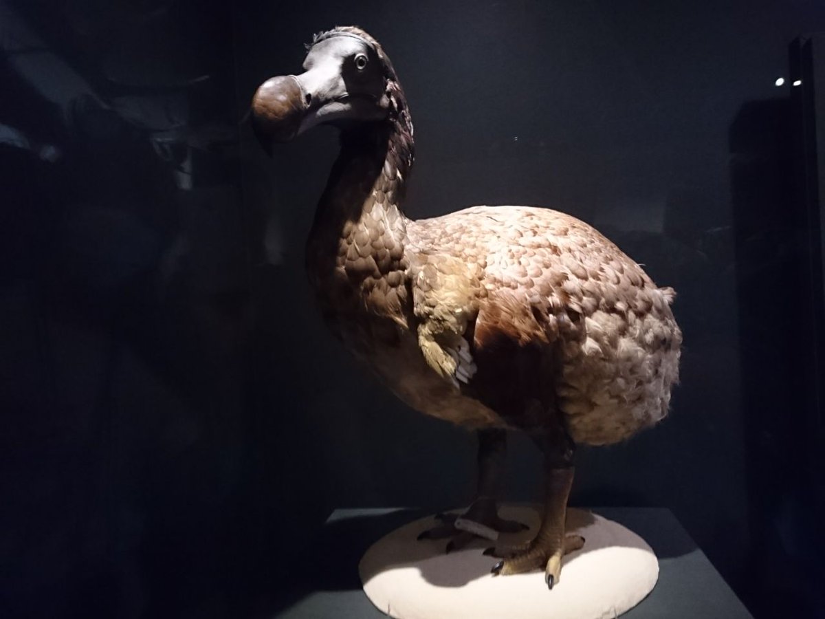 チョビ之助 いくつもの片隅に No 5287 ドードーと言えば 普通はキャロルの 不思議の国のアリス を思い浮かべる人が大多数だけど 私は 奥様は魔女 でサマンサの母エンドラの言ってた マケドニアのドードー鳥 を思い出す 実際のマケドニアに