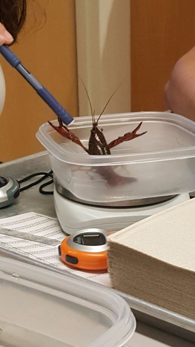 ThePlasticCups's tweet photo. Observing Crayfish behaviors was driving me "Cray"zie. And the claws... lets just say he'd wear big gloves. #OSUBI213 #OSUSCIENCE https://t.co/xvTDUzMPBv