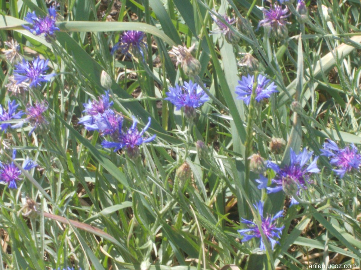 Елена Логинова (@AnurowaElena) | Twitter