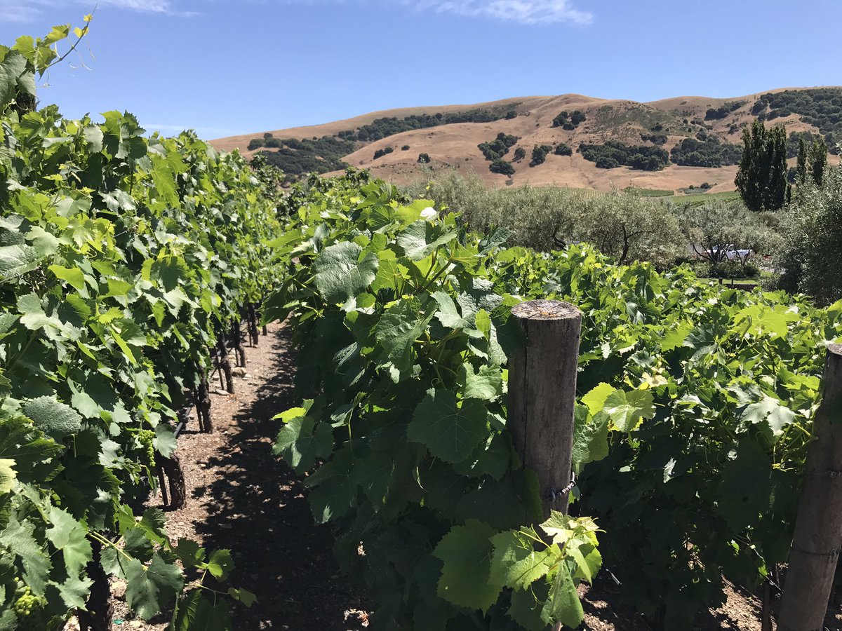 4wardpath's tweet photo. #Aroundtheworld #Sonoma Visitong wineries today... https://t.co/JCw0CxgZj7