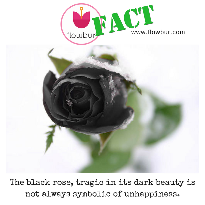 flowbur's tweet photo. Flowbur Fact: The black rose, tragic in its dark beauty is not always symbolic of unhappiness.
#roses #blackrose #flowers #beauty #flowbur https://t.co/cG4L0xH9Cv