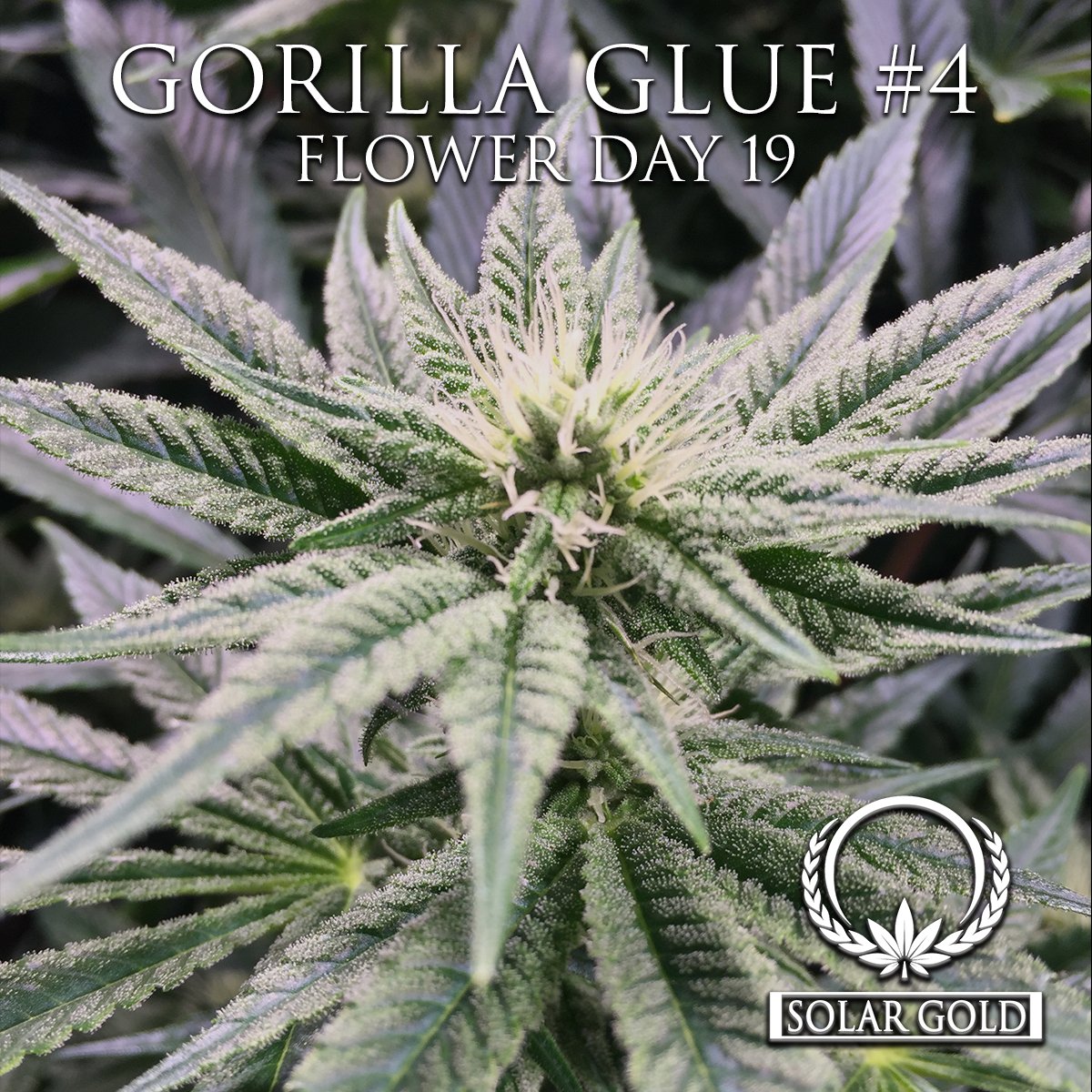 TeamSolarGold's tweet image. Check out some of our upcoming flower! Today's sneak peek is our Gorilla Glue #4, on day 19 of flower.
