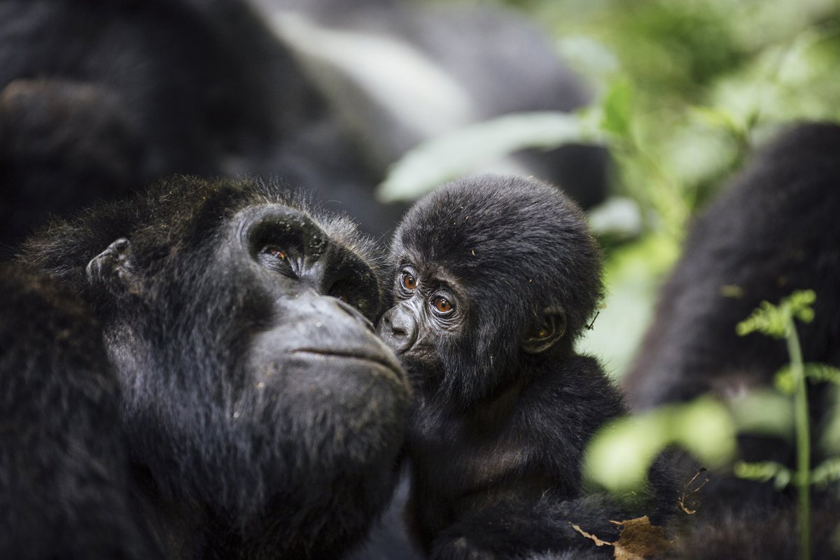 forthandwonder's tweet photo. Incredible moments while trekking for the awe-inspiring mountain gorillas of Uganda. #forthandwonder #luxurytravel #gorillatrekking https://t.co/GNDmGeUe59