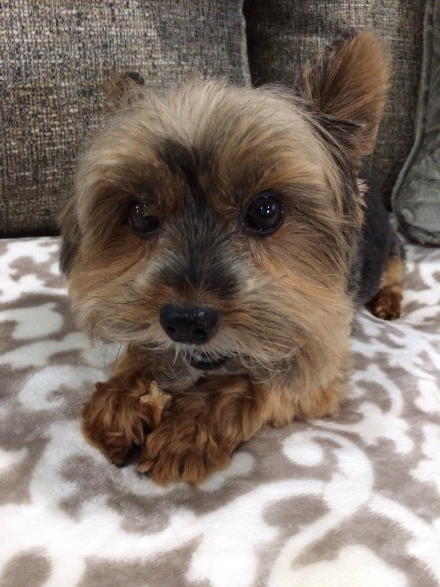 JetSetSamBam's tweet image. Dad sent me a pic of my little man... what a STUD! #ImBusyEatingMyStix #NoPaparazzi @PedigreeUS