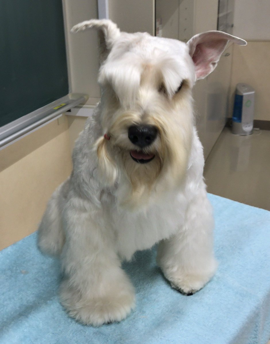 東京愛犬専門学校