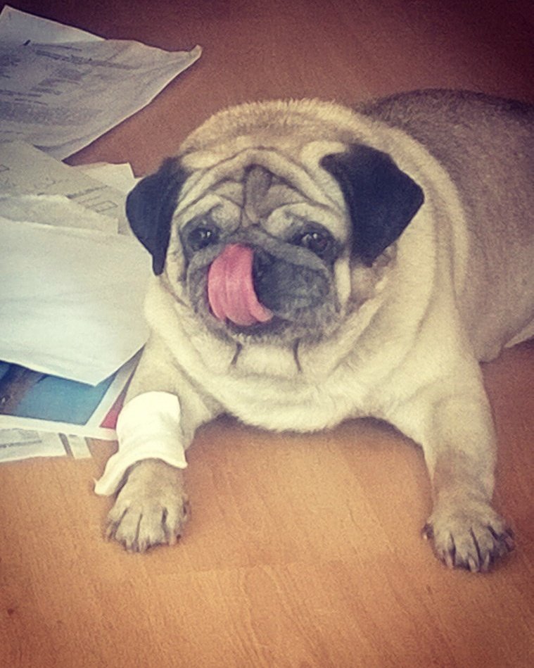 Ritas_Realms's tweet photo. My little pug: Pedro. We visited the doctor to do a regular blood check #pug #puglife #mypug #hero #maninblack #mopsz #love #mylife #cute https://t.co/5wX3Hm9ZSf
