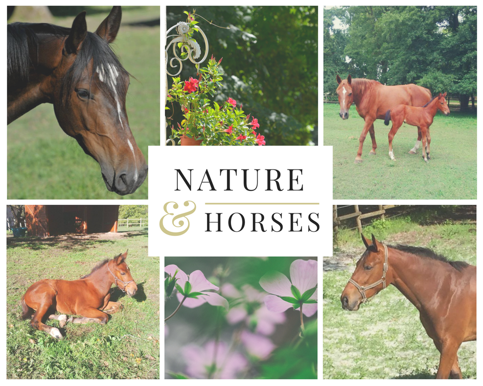 ChateauIsle33's tweet photo. Au Château de l'Isle, les chevaux sont rois 
#Horses #animalcare #nature https://t.co/kYfRiRTepP