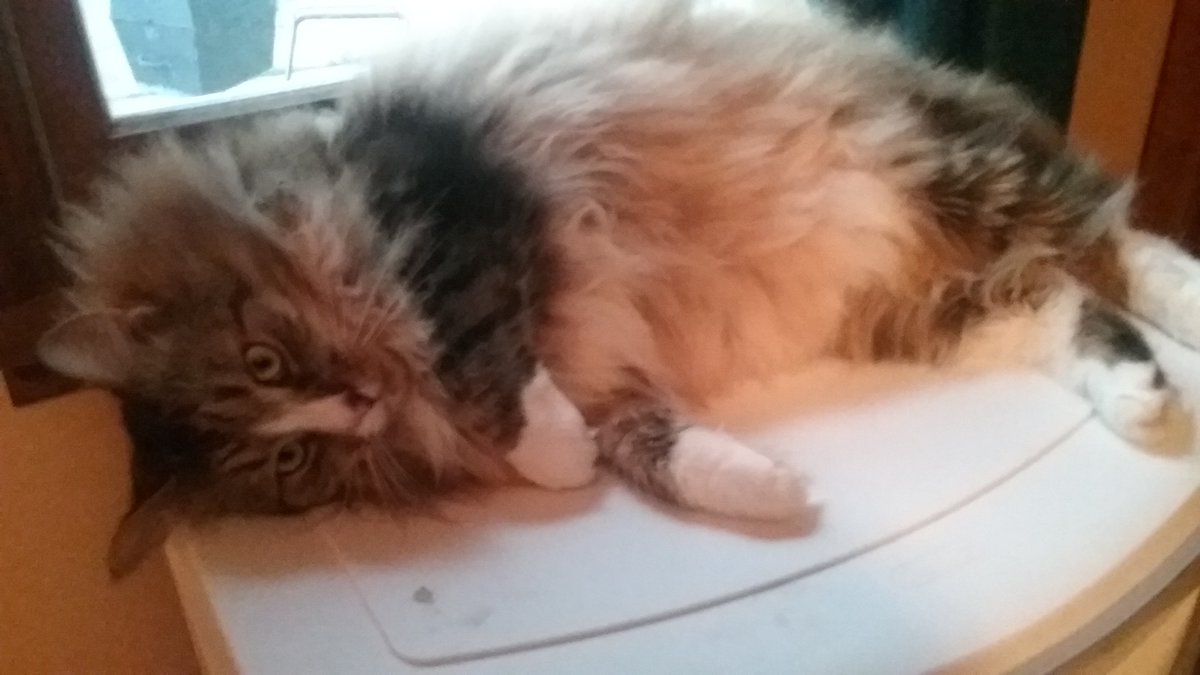 JamesMalphy's tweet photo. Ft. STEVE #Mancoon https://t.co/HVe9H66AIN