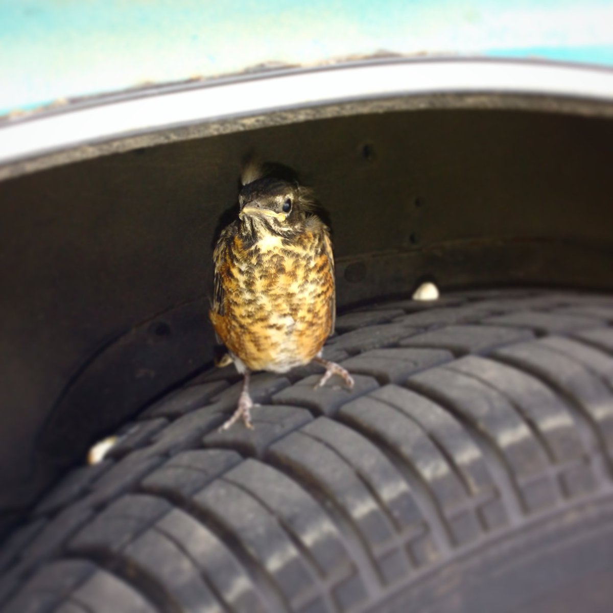 TiaRay_Art's tweet photo. I never shared our little bird friend. His name is Poof and the gusty winds last week knocked him out of the nest. See ya later, Poof. https://t.co/4ht9YAlQNq
