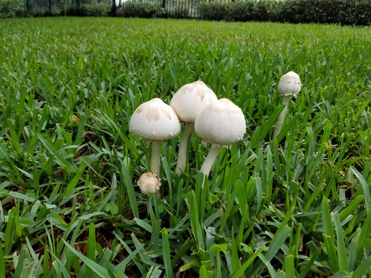 walkthebridge's tweet photo. These beauties mushrooms grow up so fast: night to day. Lots of rain & little sunny days π»πΌ #startup #newday #rainyday #aregood #greenplanet https://t.co/nDdEcnHaI4