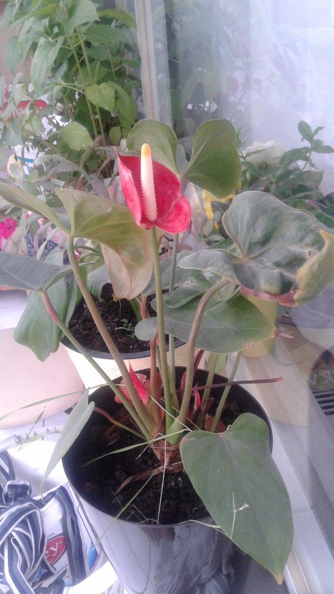 Teşekkür ederim <a href="/ezgikse26/">ezgi</a> :)