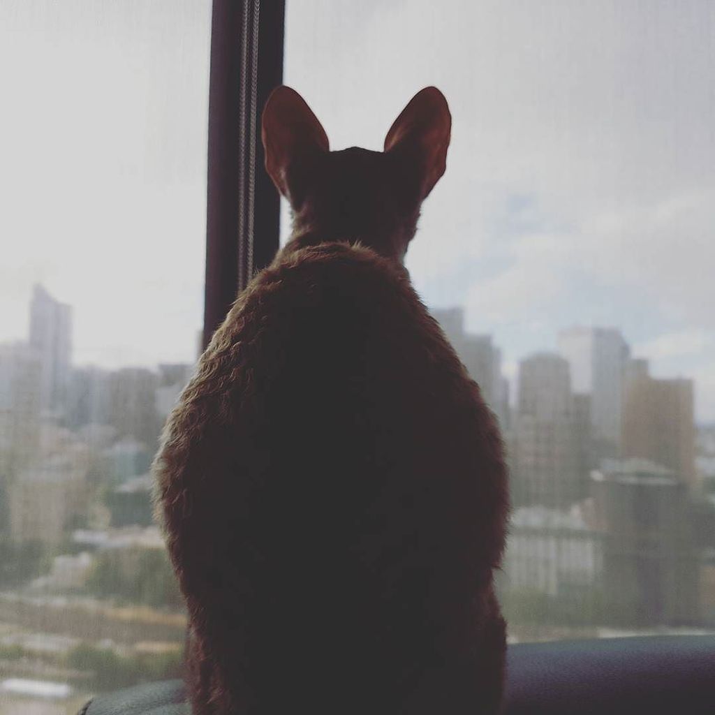 KobiSabi's tweet photo. Kim Kardashian? Hilary Duff? Ain't got nutin' on dis butt! #bigbutt #bubblebutt #catbutt #kimkardashian #hilaryduf… https://t.co/oS0Q3OJYHc https://t.co/qCEMRynV3T
