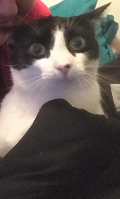 @CrankThatFrank can you make a meme out of my cat? **OR ANY FANS OF FRANK** https://t.co/hETqlSYeMT<a class="tags" target="_blank" title="On Twitter" href="/?out=eyJ0eXAiOiJKV1QiLCJhbGciOiJIUzUxMiJ9.eyJpYXQiOjE3MjY2MTQwNzgsImlzcyI6InR3cG9ybnN0YXJzLmNvbSIsIm5iZiI6MTcyNjYxNDA3OCwiZXhwIjoxNzU4MTUwMDc4LCJyZWRpcmVjdF91cmwiOiJodHRwczovL3R3aXR0ZXIuY29tL0NyYW5rVGhhdEZyYW5rIn0.vkjtQInsHXiRtxqOBdhnNeq7a4bhUSaKt8oIZrJxHKhaffXdum_8MaEwuL6JgpAgvpJ7-2jIBb_wiTOfmIIF3g">@CrankThatFrank</a><a href="/tag/emocringe"class="tags"><span>#emocringe</span></a>