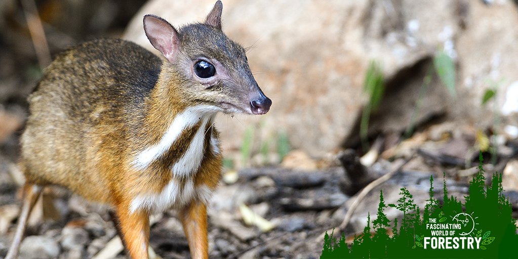 worldofforestry's tweet photo. The Java mouse-deer is the smallest of its species. Learn more here: https://t.co/K5RnOysPid. #worldofforestry #AnimalFacts https://t.co/ZQcOgAsssB