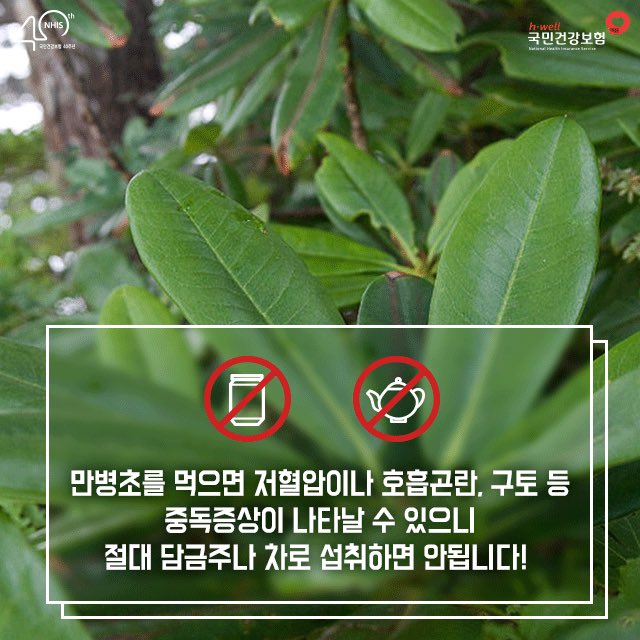 건강을 지키고 싶은 마음에
민간요법을 따라
담금주나 차로 마시는 #만병초 
 
오히려 건강을 해칠 수 있습니다! 
 
#건강정보 #담금주 #차 #만병초_주의
#국민건강보험공단 #건강상식