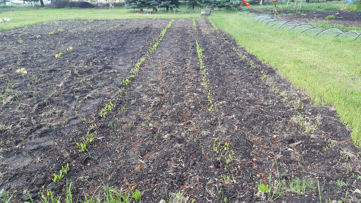 So grateful my corn knows which way to grow...now if I could only convince my bank account! #garden #corny