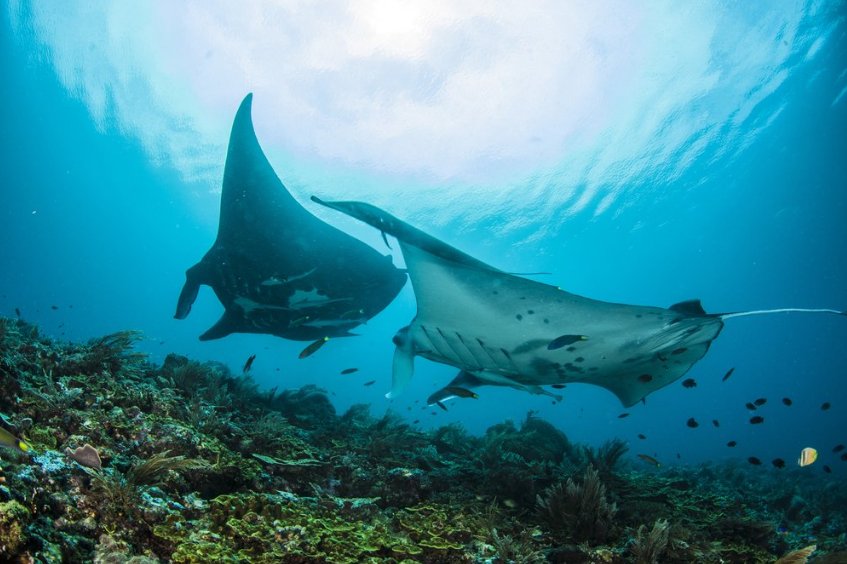 We only have 20 years to #SaveOurOcean. Revolution in thinking is needed to get this done: wrld.bg/7lHc30cnA5s  #WorldOceansDay <a href="/theGEF/">Global Environment Facility (GEF)</a>