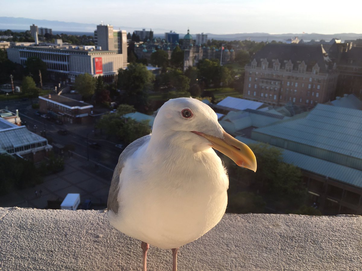 SweetTea_Pasta's tweet photo. My evening visitor at the hotel in #VictoraBC. Handsome, no? 💘 https://t.co/r1ybrEnrRg