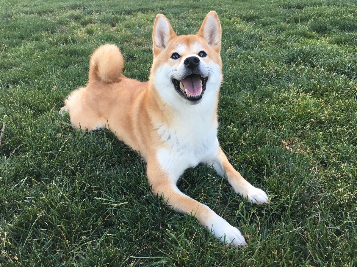 ShibaBotan's tweet photo. Did someone say #TGIF? #ShibaInu #dogsoftwitter https://t.co/dQx8lNuJfo