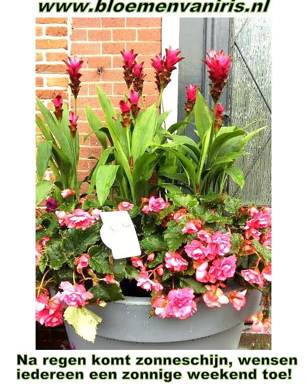 #bloem #bloemen #planten #buitenplant #bloemist #boeket #bloemstuk #bolsward #friesland #swfryslan #weekend #zon #zomer