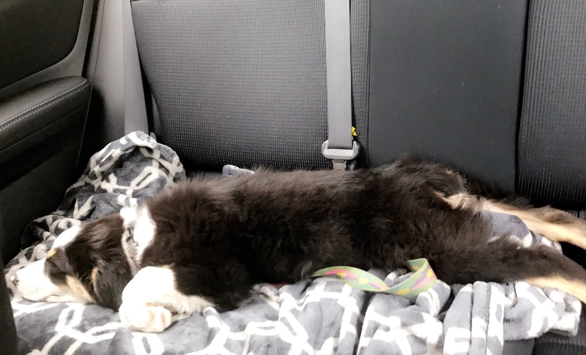theaussiebailey's tweet photo. I'm pooped, goodnight all. 😴🐾 https://t.co/kN8tDpEhTA
