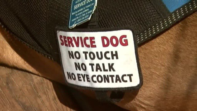 SickChickPress's tweet photo. There Really Is A Reason For That Big Bold ‘NO PETTING” Sign On My Service Dog https://t.co/ftnK3OfajO https://t.co/Bb0w7hBhfz