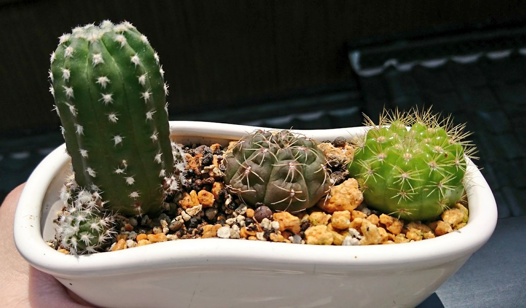 すんすんすーん 花は咲かないけど元気な寄せ植えたち 多肉植物 サボテン 寄せ植え フォルモーサ ギムノカリキウム 緋花玉 ペンタカンサ 麗蛇丸 金盛丸 天紫丸 竜神木 コチレドン 子猫の爪 T Co S4snq4p3ok Twitter