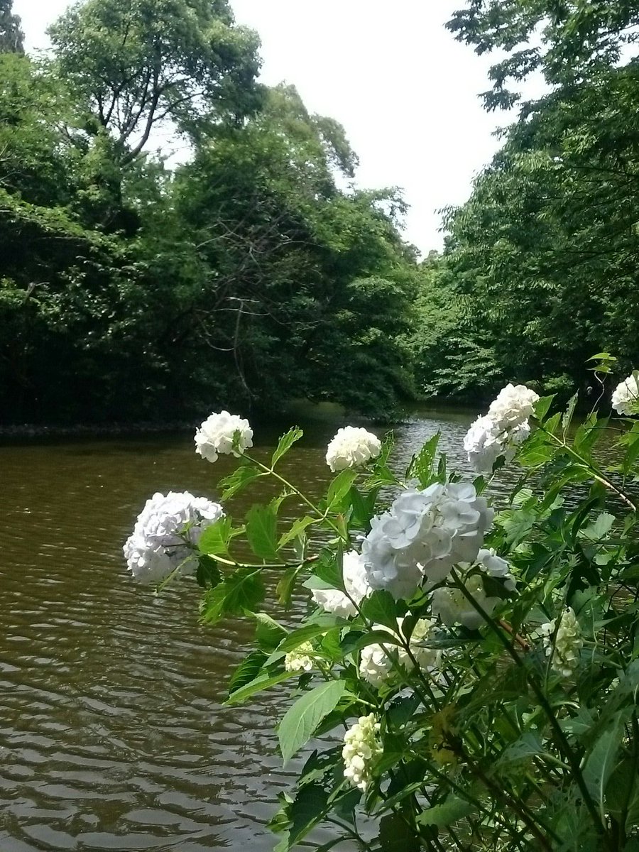 bg3335's tweet photo. 有難うございます。感謝。今日は和田堀公園。こううして散歩してられるのも、お父さんお母さんが健康でいてくれるから。散歩を許してくれる嫁さんにも感謝。今日も晴天。 https://t.co/2OIKW6IExC
