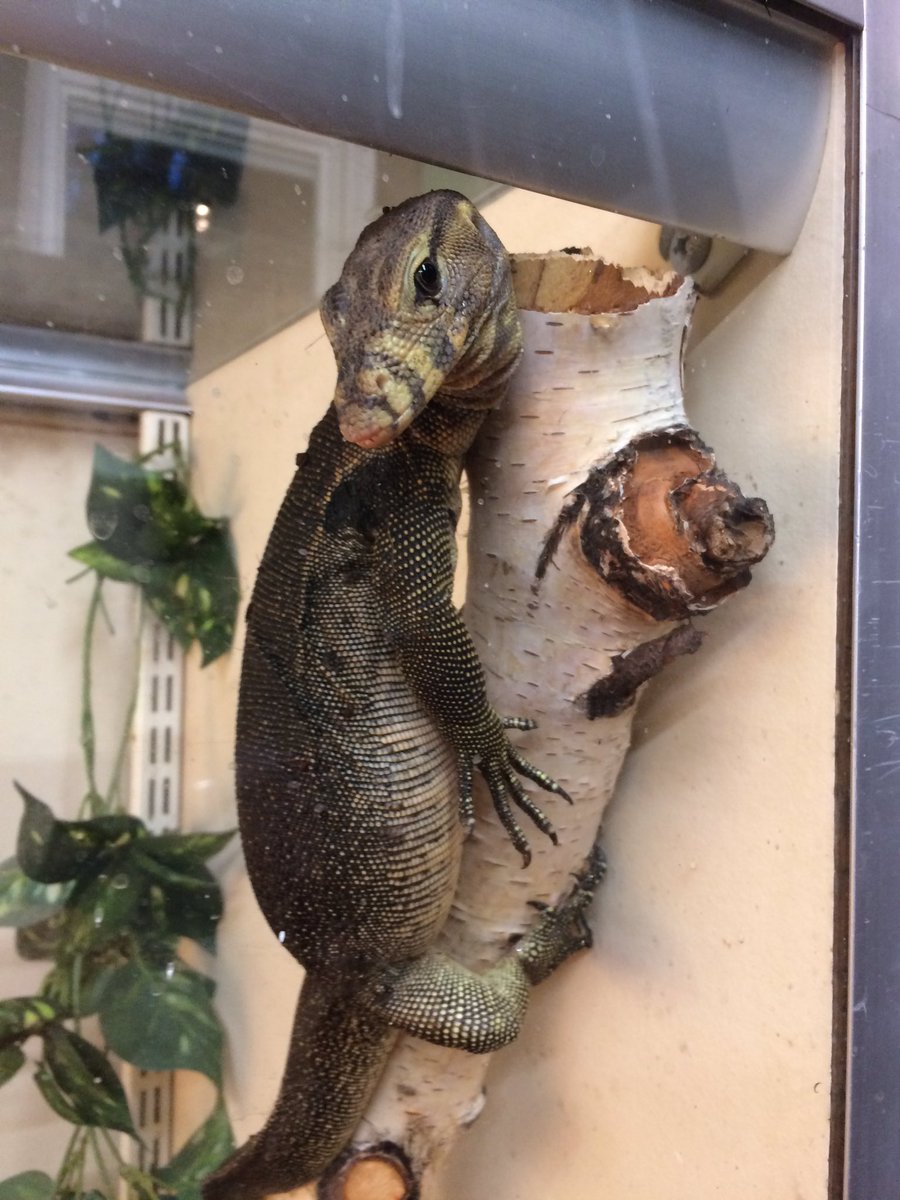 Memorypathherps tweet picture