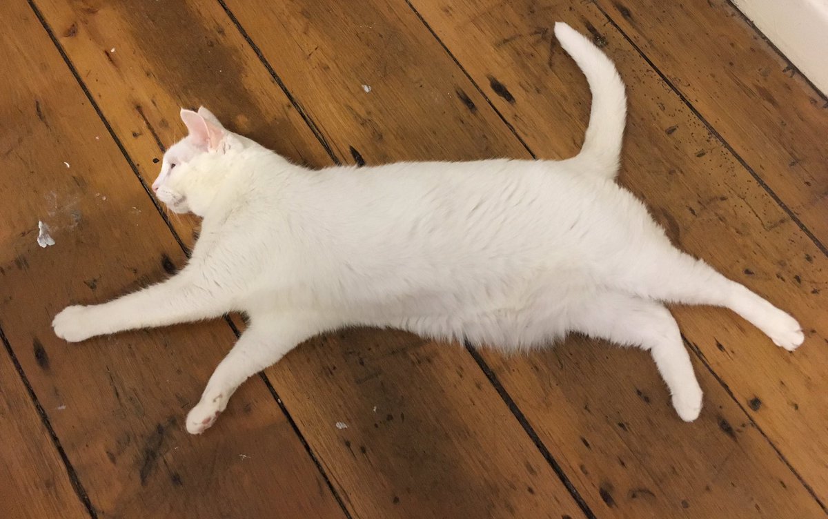 purrsandbeansnz's tweet photo. It's the weekend, stretch out and relax like #LadyMaryClawley! ๐พ #weekendvibes #contentedkitty #yayfortheweekend #Caturday #baristacats https://t.co/Q2BZIBtml6