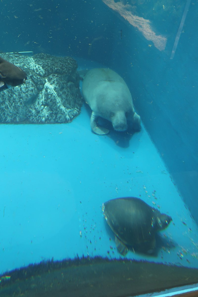 Asa 淡水域の人魚ことマナティーさん あまり動かないのですが 水底を前肢つかって歩くように移動したりも ジュゴン水槽もそうなのですが にぎやかし要員としてたくさんの魚が混泳しているのが良い 4枚目はスッポンモドキを熱い眼差しで見つめている Asa 淡水域の人魚ことマナティーさん あまり動かないのですが 水底を前肢つかって歩くように移動したりも ジュゴン水槽もそうなのですが にぎやかし要員としてたくさんの魚が混泳しているのが良い 4枚目はスッポンモドキを熱い眼差しで見つめている
