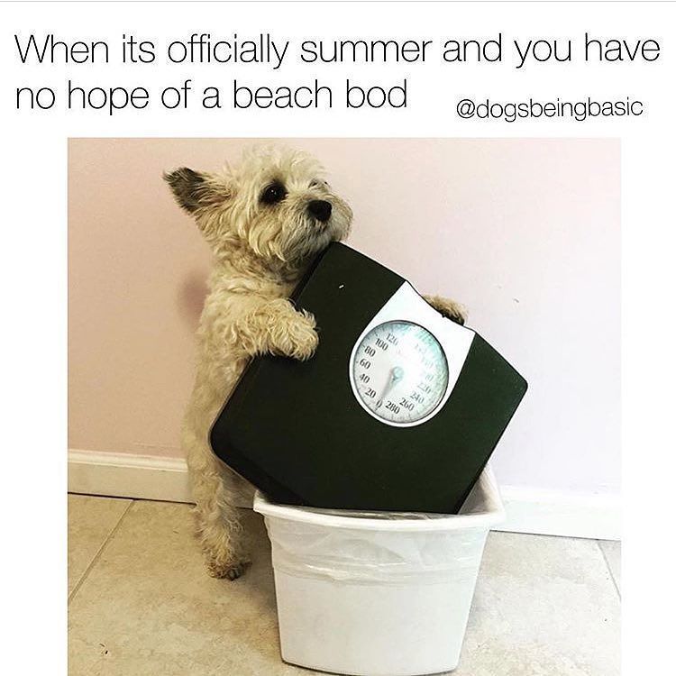 MuscleEgg's tweet photo. Time to step away from the scale 😂 #beachbody #summer #fitlife #diet #sixpack #notgivingup @muscleegg https://t.co/Nf2dV4OmHM https://t.co/KNsWc0bwEo