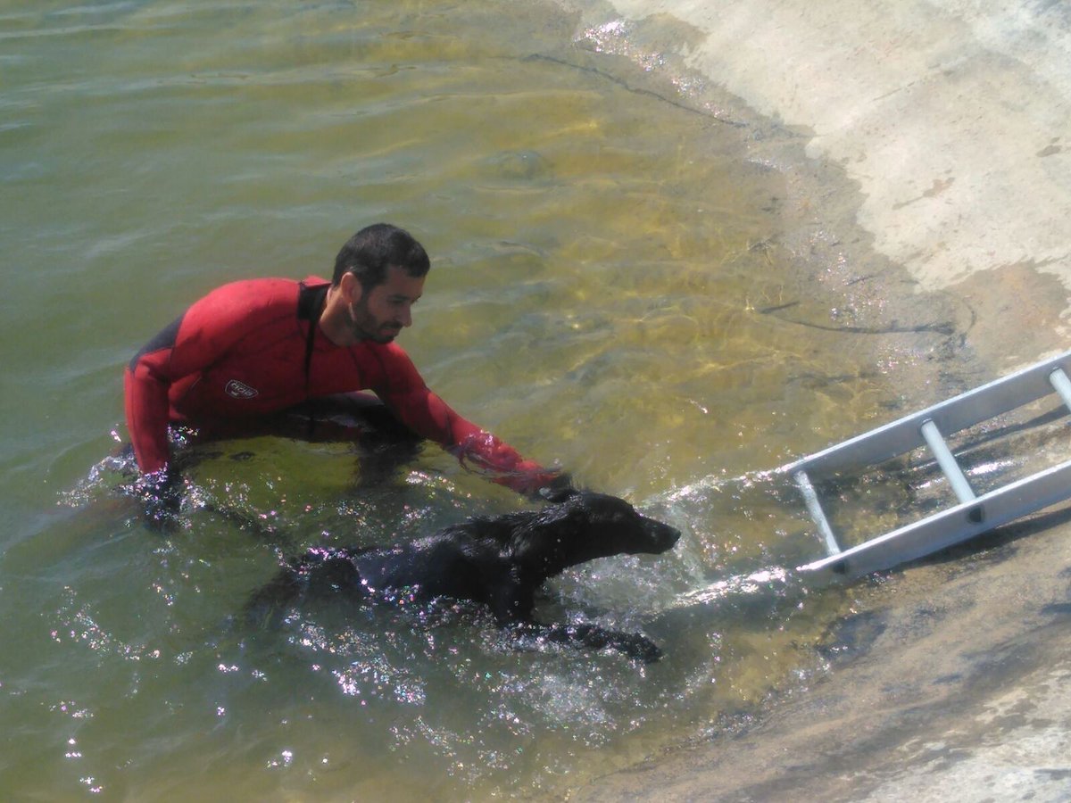 112rmurcia's tweet photo. Rescate  🐕  caído a balsa riego en #Cieza, 👩‍🚒🚒  #bomberosCEIS siempre listos. Animal rescatado. https://t.co/NB4bAVgCCi
