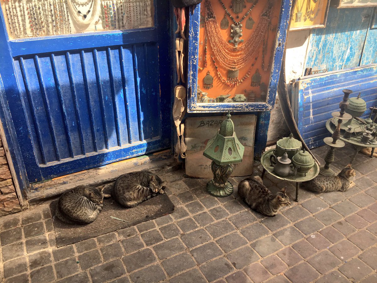 The streets of #Essaouira #Morocco 🐱