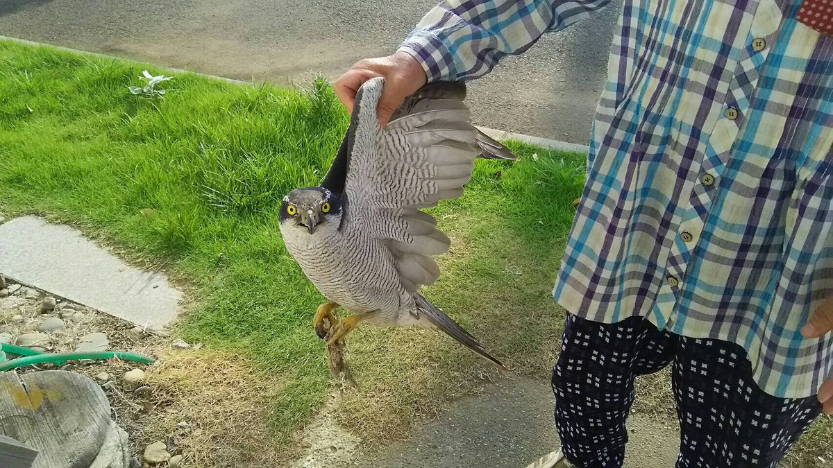 ねじネジ 朝 庭でガサガサ音がしていたから何かと思ったらこれだったって 野生の猛禽類を素手で生け捕る祖母 やっぱうちのおばちゃん最強かも ネタではなく ネジコ実家での今朝の出来事です