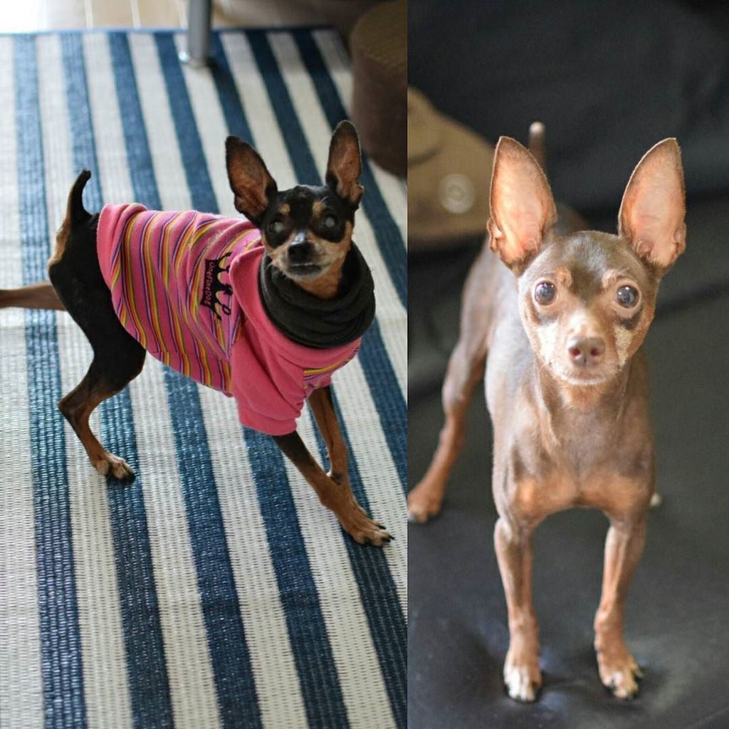 ミニピン多頭飼い