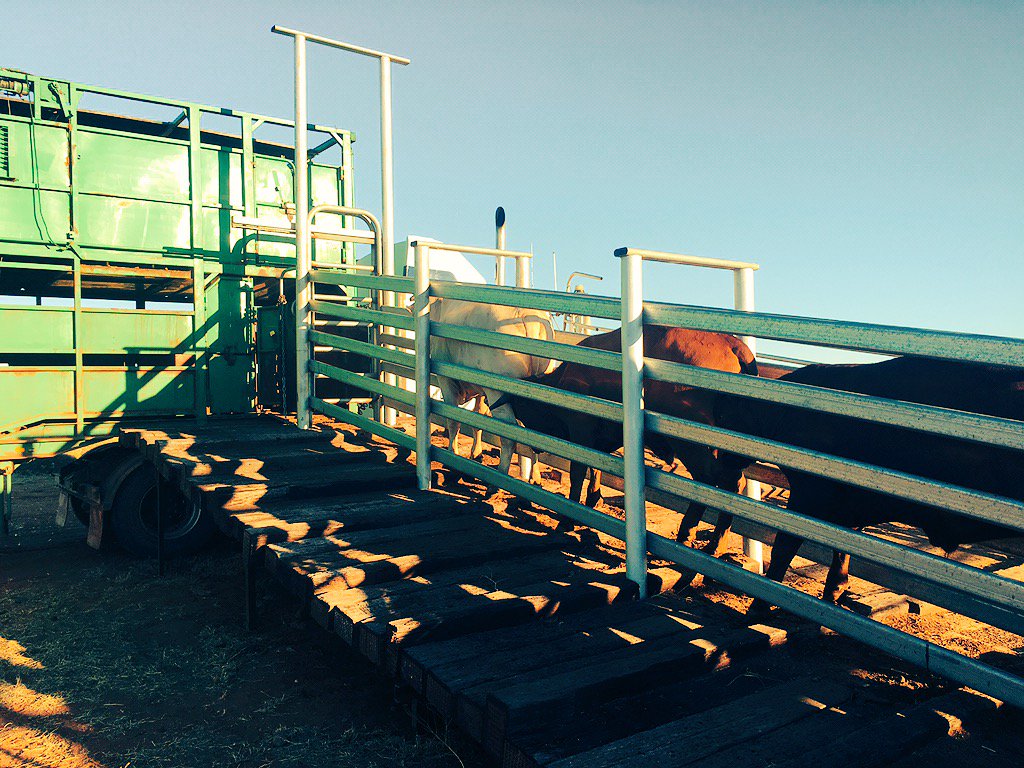 ABCoppin's tweet photo. First truck out for the muster! Heavy Steers off to Vietnam.#muster17 https://t.co/DL7krBiWxz