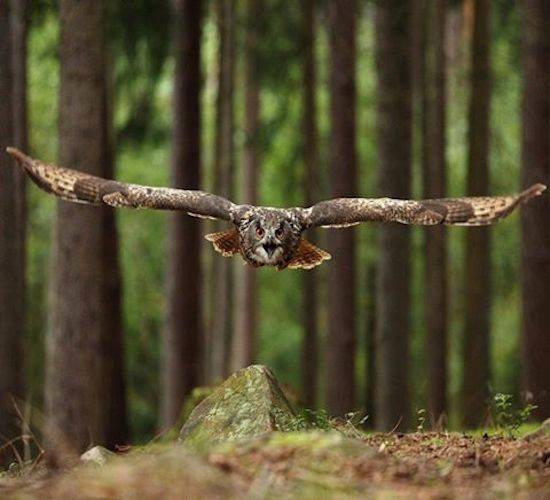 stevekrohn's tweet photo. Owl......by Jan Drahokoupil https://t.co/P7rZRSG4b1