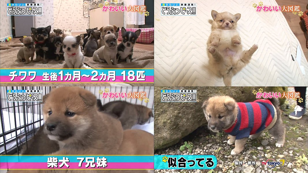 Tv番組 どうぶつピース 番宣cm動画 かわいい大図鑑 犬編 10 寝顔大集合 てんこ盛り 豪華チワワ鍋 他 13分59秒 犬 Cm Navi Tv番組 どうぶつピース 番宣cm動画 かわいい大図鑑 犬編 10 寝顔大集合 てんこ盛り 豪華チワワ鍋 他 13分59秒 犬 Cm Navi