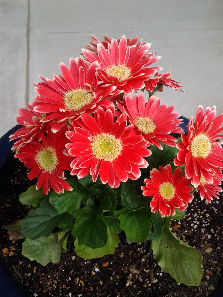萬衛門 うちのガーベラちゃんは茎がたいへん短いのです 鉢植え用に作られたのでしょうか
