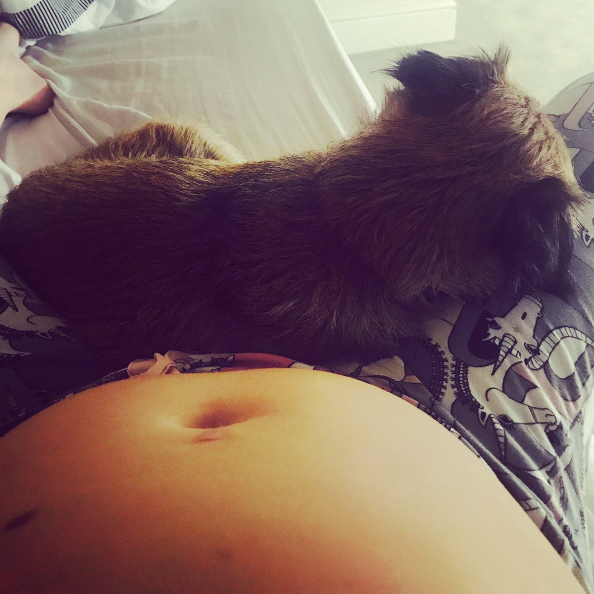 dougaltedog's tweet photo. Mums 2 favourite fings! #babybump #borderterrier #BTposse https://t.co/x7EJlXIyig