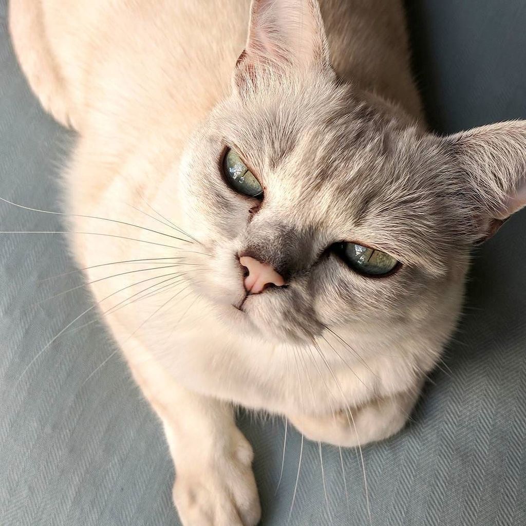 thecatberg's tweet photo. Good evening to you all! 😹

#burmilla #catoftheday #catsofinstagram #cat #cats #burmillacat #petsofinstagram #cats… https://t.co/pb4xPWOlZb https://t.co/481T9QQclk