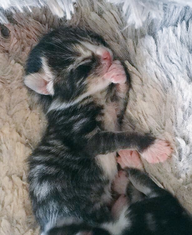 DearlaurenD's tweet photo. Blessing your newsfeed with all my new kittens. 5 newborns &amp; Silas ❤️ https://t.co/wSKXcM5QhX