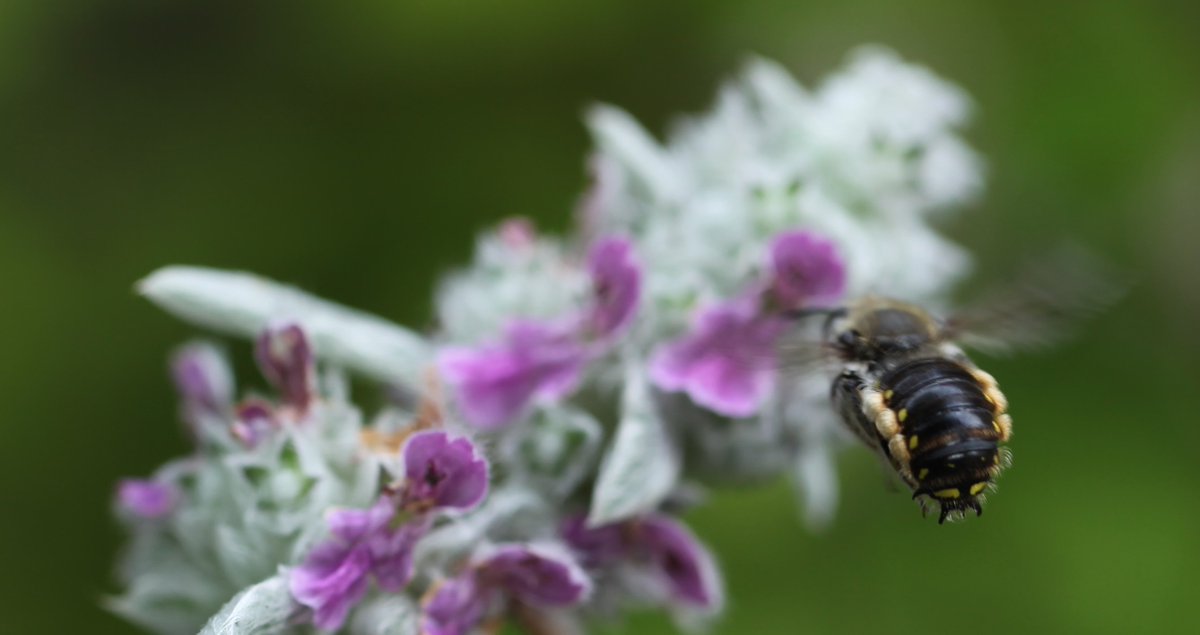 B_Strawbridge's tweet photo. 'W' is for..... Wool carder #bee - Anthidium manicatum. Female of species 'cards' hairs of Lamb's ear to line nest #AlphabetBees Day 23 https://t.co/wPYsVqmjoh