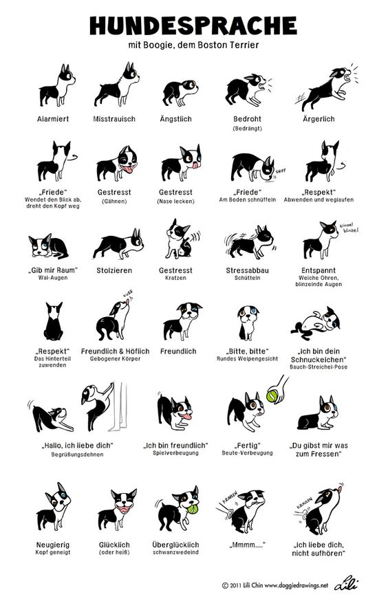 #Hundesprache leicht gemacht! 🤣 Wir wünschen ein schönes #Wochenende. #bigbuddy_eu #hunde #manlerntnieaus
