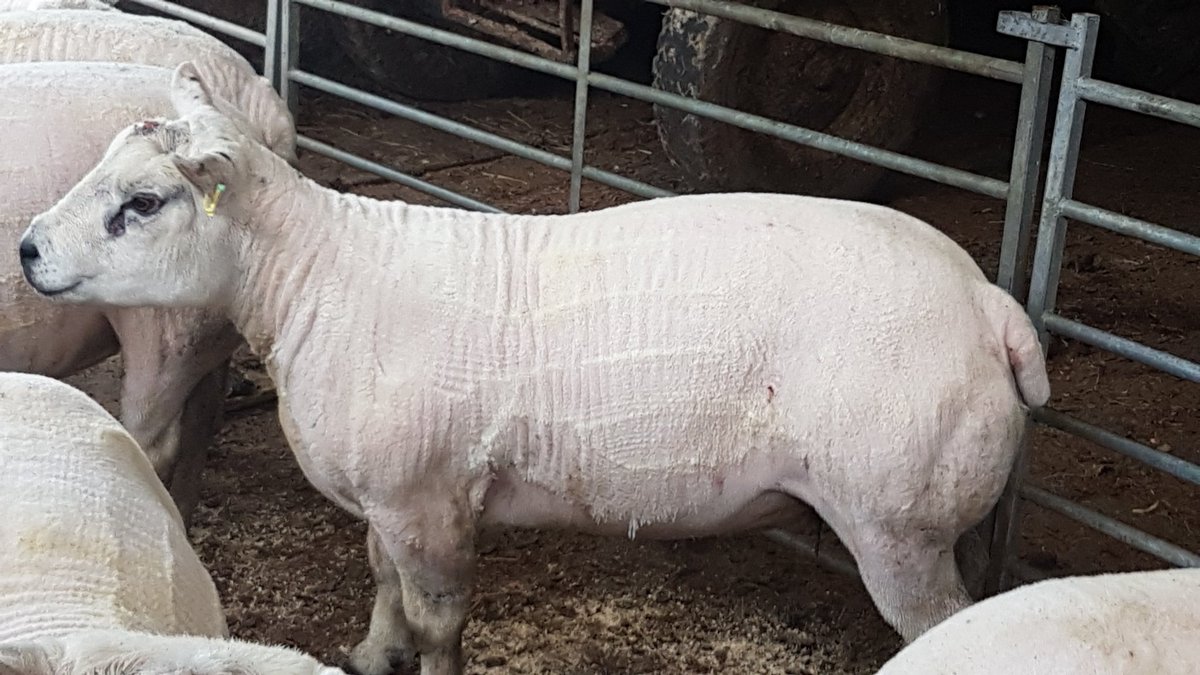 Tups are clipped and initial fighting seems to be over.