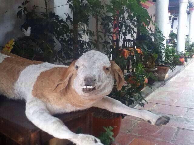 CrapTaxidermy's tweet photo. "Awwwww Babe, fetch me a couple of Aspirin and a bacon sandwich please. My heads in pieces." https://t.co/jTlWyV4RcN