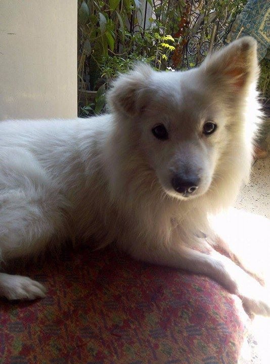 petsutra's tweet photo. #AdoptionRequest #Delhi 
Two year abandoned male Pomeranian is up for adoption. Please let's find him a happy and loving home. https://t.co/pgLITfKZVZ